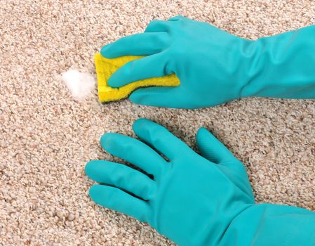 Cleaning carpet with sponge and gloves