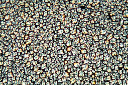 Grains of potato starch under the microscope and in polarized light.