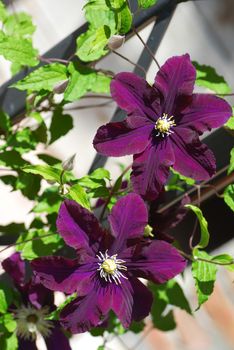 two beautiful blooming clematis flowers outdoors on sunlight