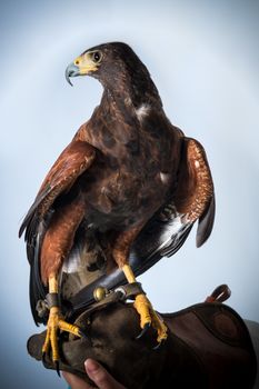 Powerful buzzard