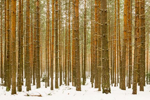 Thick pine wood forest in the winter background