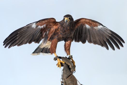 Powerful buzzard