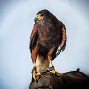 Powerful buzzard