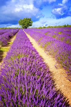 Lavender field in Provence, near Sault, France 