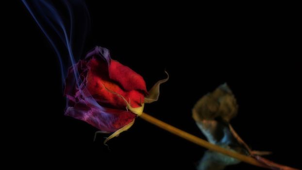 Smoking Red Rose, a symbol of a burning love, or one that burnt out.