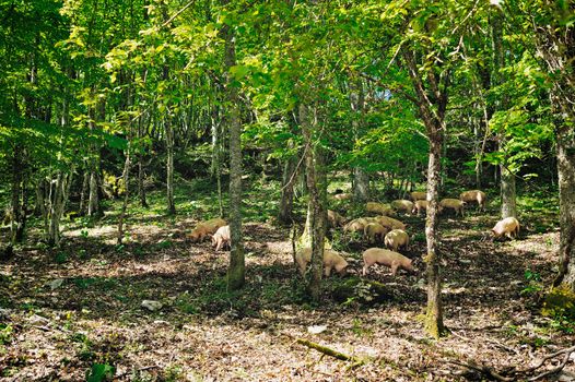 Herd of italian pigs eating acorns of oaks in the forest