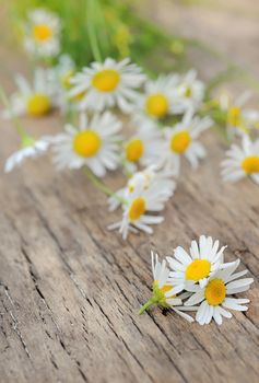Chamomile flowers on a wooden background