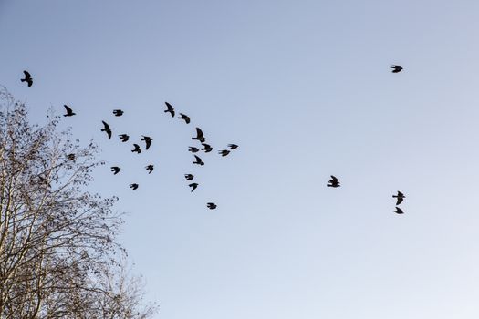 Birds Leaving Tree in Winter