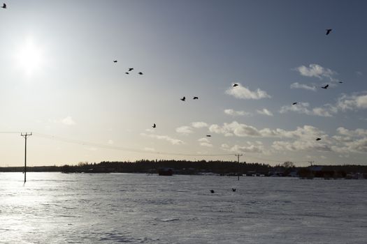 Birds Flying over Winter Field