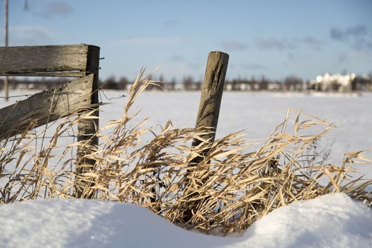 Pole With Grass in Winter Time