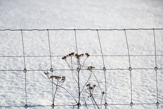 Flowers infront of Fence in Winter