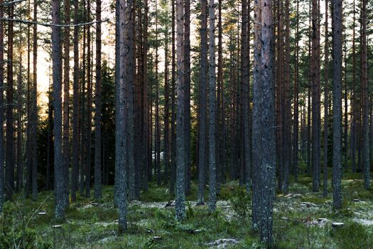 Swedish Pine Forest in Winter