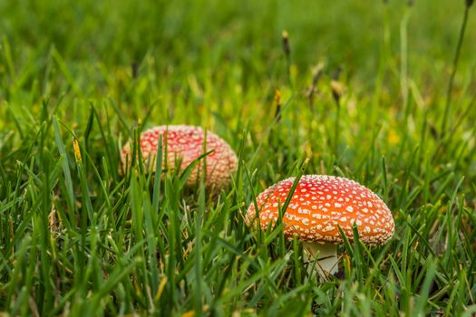 Two Deathcaps in Grass