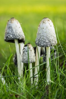 Inc Caps in Grass