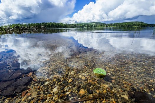 Birch Leaf on Calm Lake