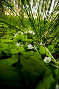Flowers Down Low