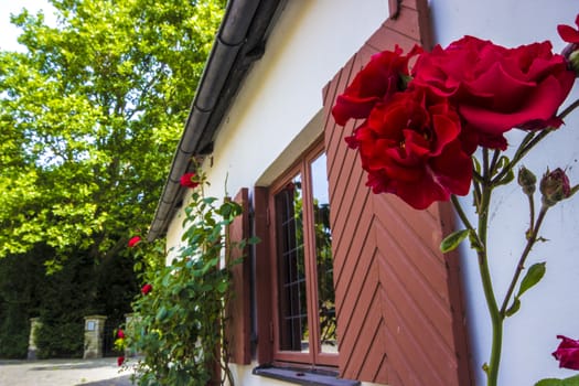 Red Roses by Building