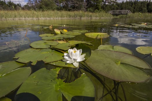 Water Lily Floating in Water
