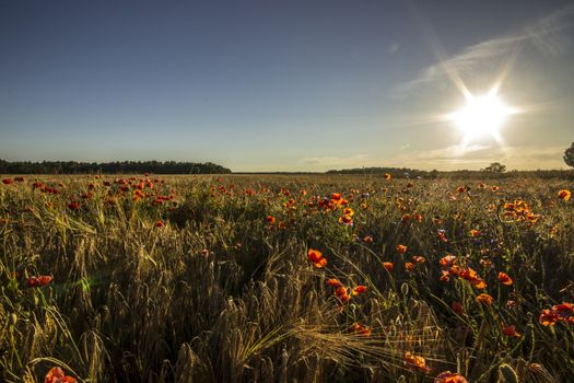 Red Flowers in Wheat Field