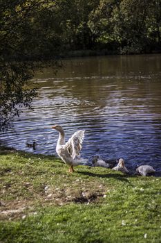 Goose Flapping its Wings