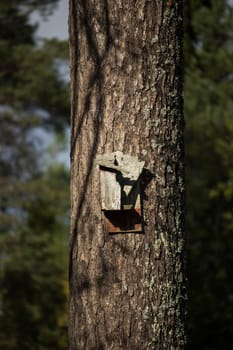 Broken Birdhouse on Pine