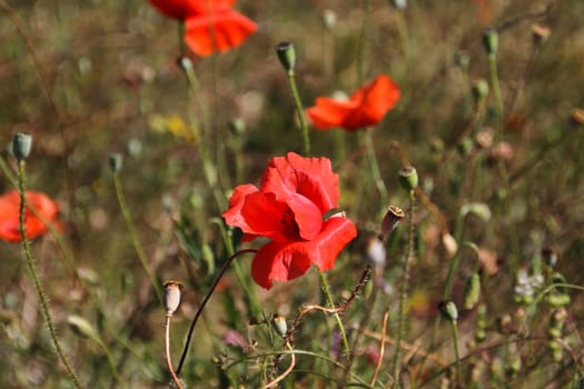 Flowers red poppies on the field big day