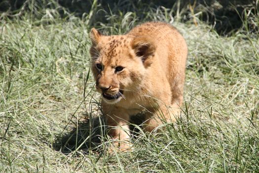 Small cub walking on the grass during the heat
