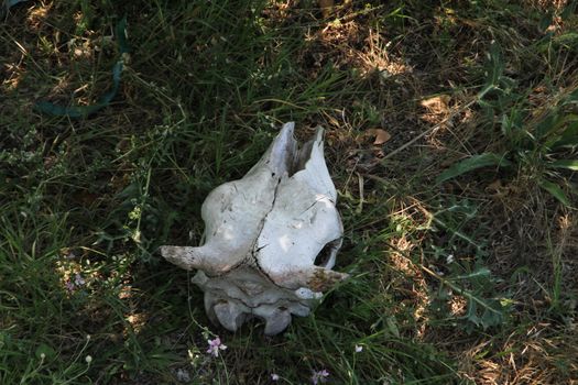 Picked predators large horned animal skull day