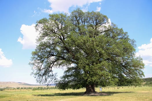 View from the Suvorov oak on white mountain in Crimea. Tourist Attraction, ancient tree, around which negotiations took place during the Crimean War