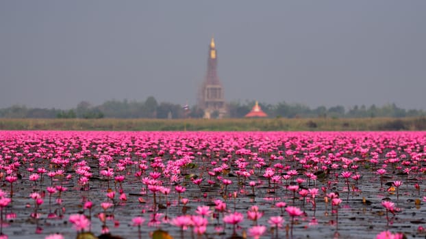 Sea of pink lotus,Nong Han, Udon Thani, Thailand (unseen in Thailand)