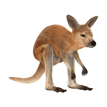 3D digital render of a red baby kangaroo isolated on white background