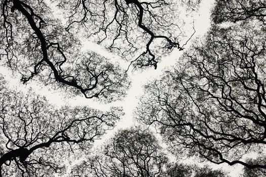 Black silhouette of branches on a background of the bright sky