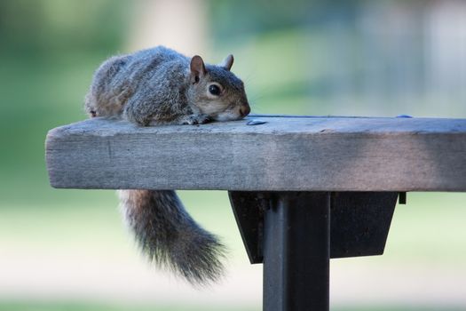 squirrel resting it's head on a park bench