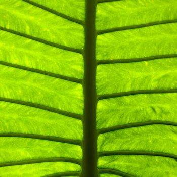 Branches of leaves. With large leaves, branches, leaves, spread out.