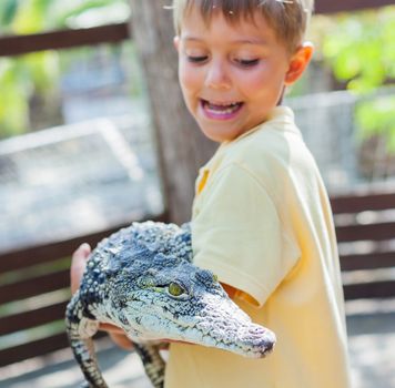 Little boy hold real crocodile on crocodile farm. Focus on the crocodile.