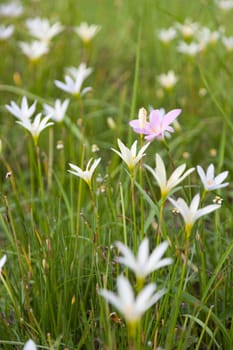 Small flower of grass. Based on the ground in a flower garden. Flowers with small