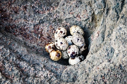 Group of quail eggs on the stone surface