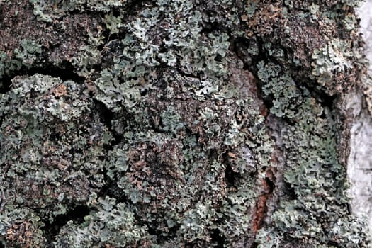 Birch Bark with Lichens