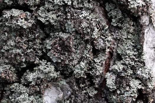 Birch Bark with Lichens
