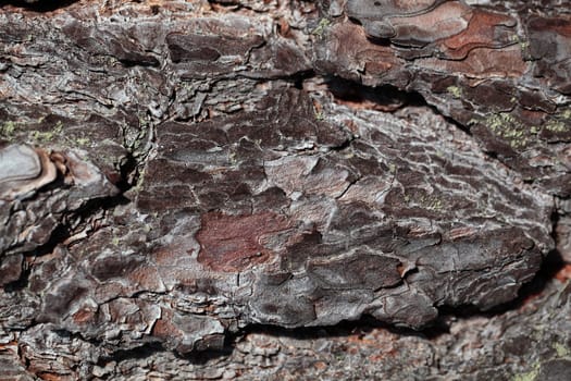 Pine bark as background