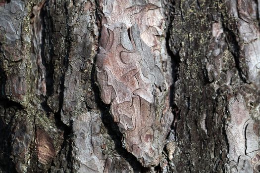 Pine bark as background
