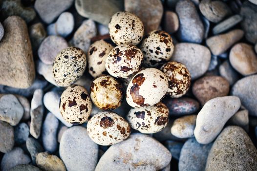 Group of quail eggs on the pebbles
