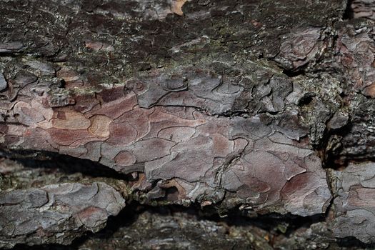 Pine bark as background