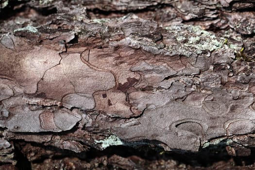 Pine bark as background