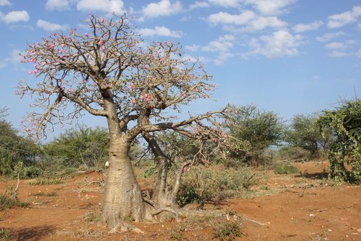 Desert-rose in the south of Ethiopia, Africa