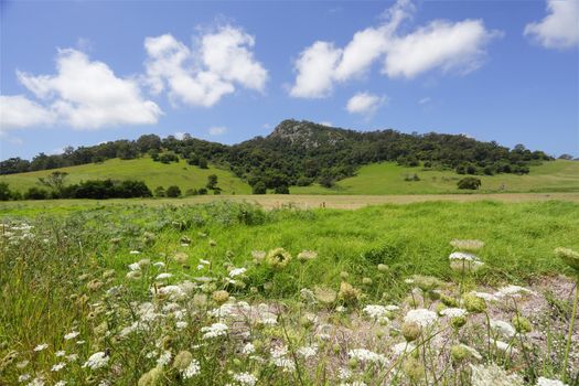 Najanuga (Little Dromedary) is the smaller and striking rock outcrop just  east of Gulaga and Tilba with wildflowers swaying in the wind in the foreground. Mt Gulaga and Najanuga are significant sites for the aboriginal Yuin people and land was given back to them in May 2006.