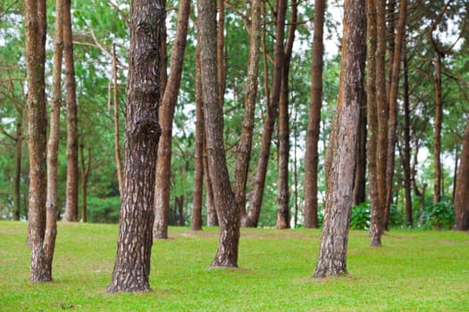 Pines growing on the grassy knoll. Pine growing on the lawn on a hill in the park.