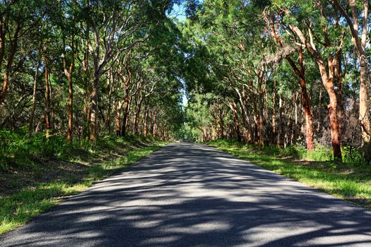 Enchanting drive through dappled light through a forest of red gums and lush green ferns in Mungo Brush National Park