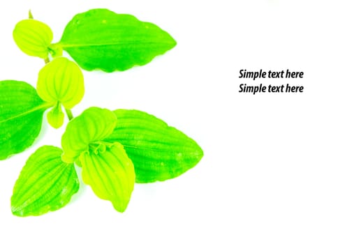 wall background
