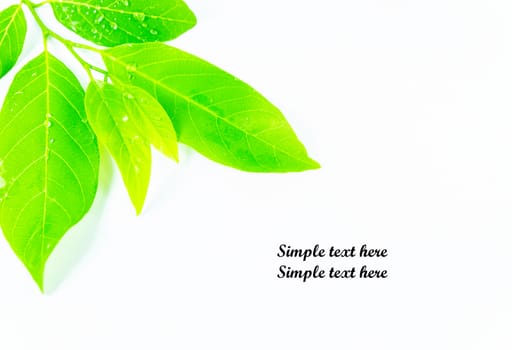 wall background